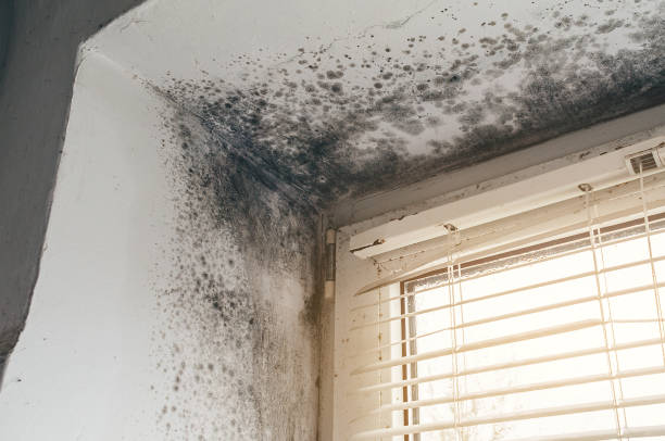 Affordable Attic Mold Remediation solutions in Severance, CO