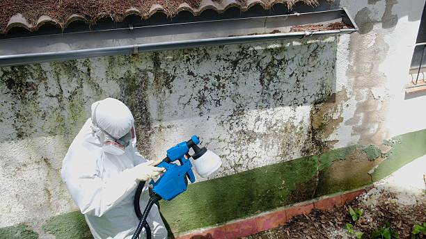 Top rated local Attic Mold Remediation specialists in Severance, CO